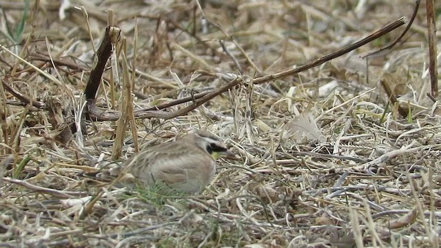 Horned Lark - ML648895672