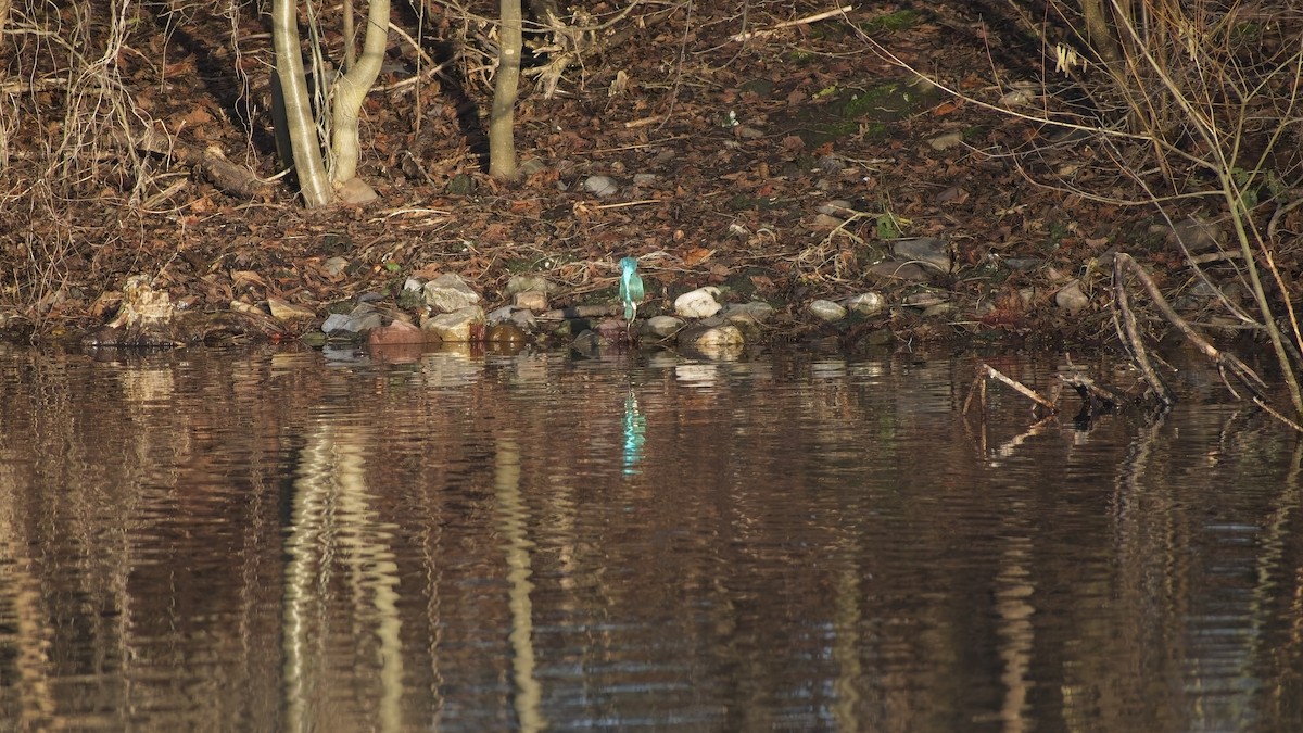 Common Kingfisher - ML648895698