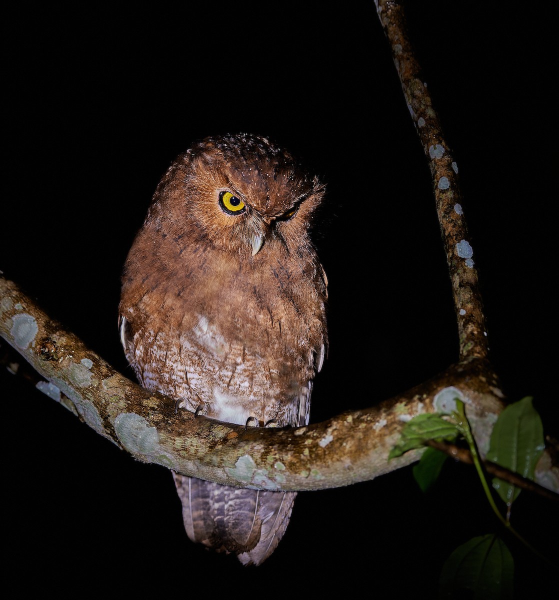 Santa Marta Screech-Owl - ML648895799