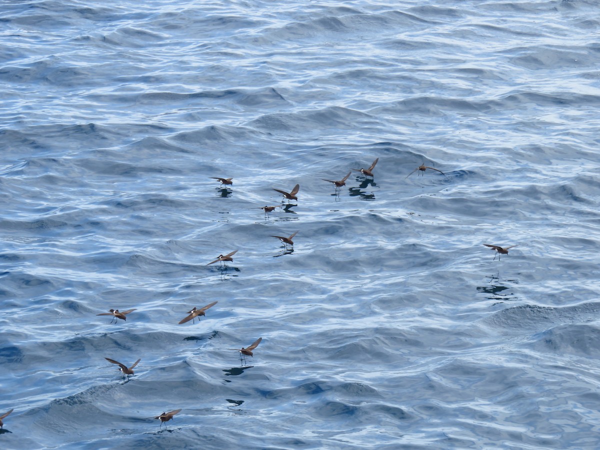 Elliot's Storm-Petrel - ML648895854