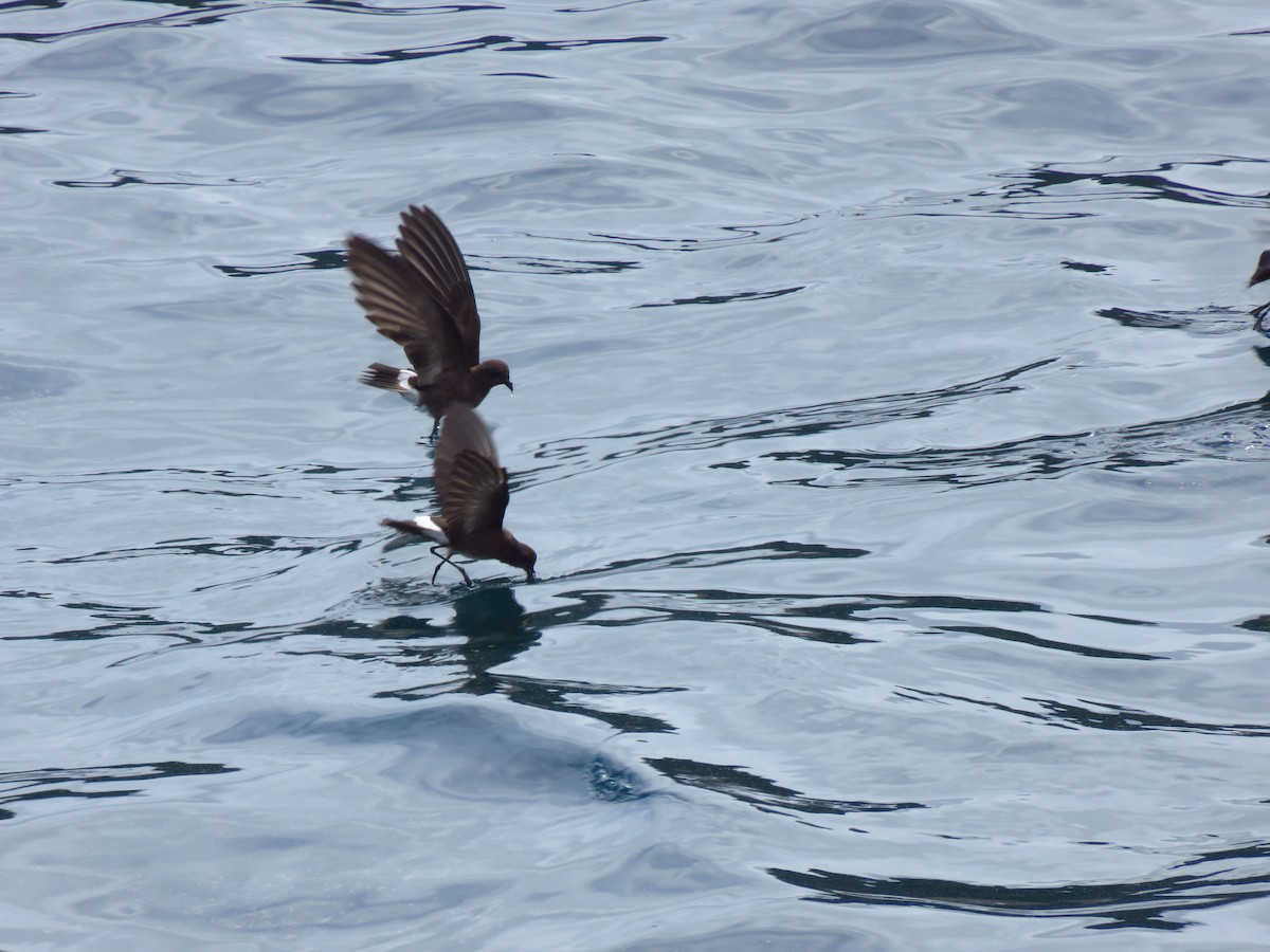 Elliot's Storm-Petrel - ML648895855