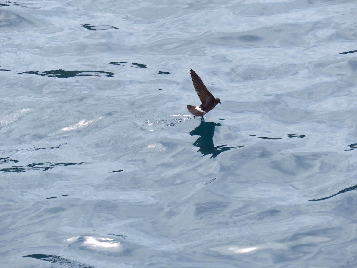 Elliot's Storm-Petrel - ML648895856