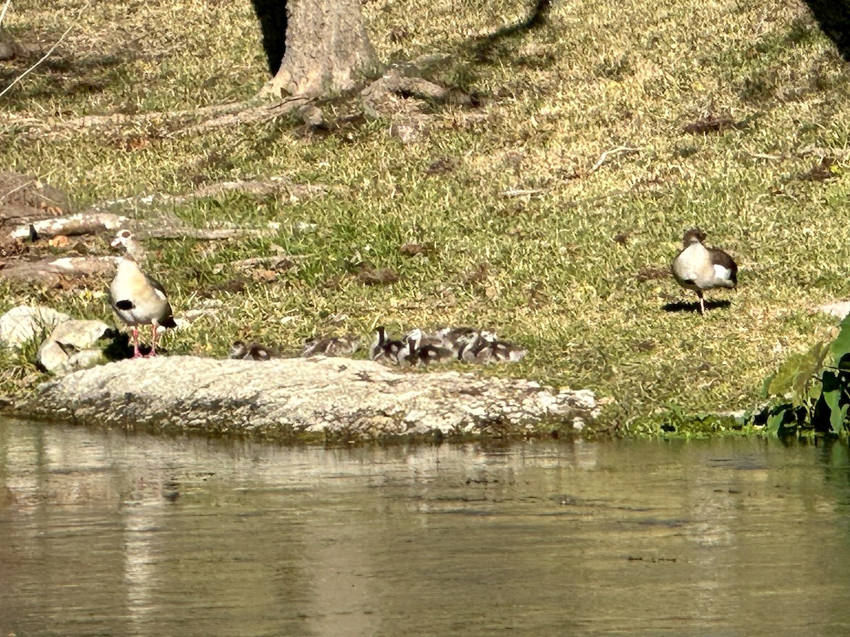 Каргарка нільська - ML648895869