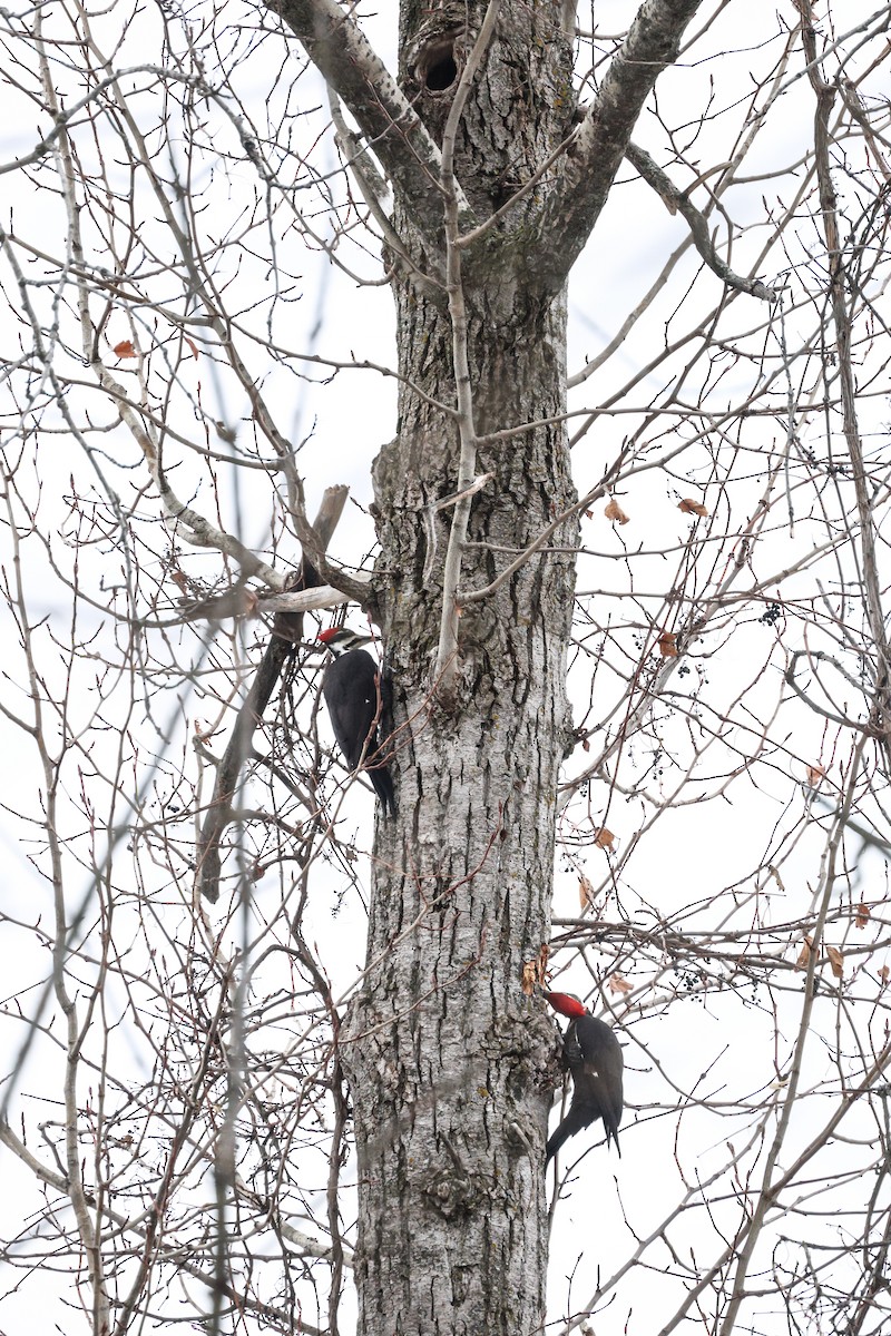 Pileated Woodpecker - ML648895886