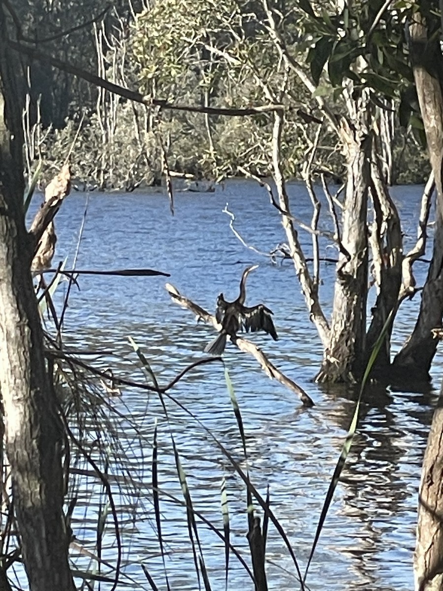 Australasian Darter - ML648895927