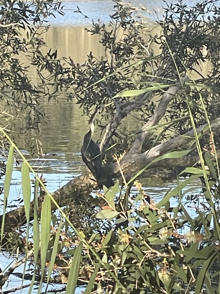 Australasian Darter - ML648895929