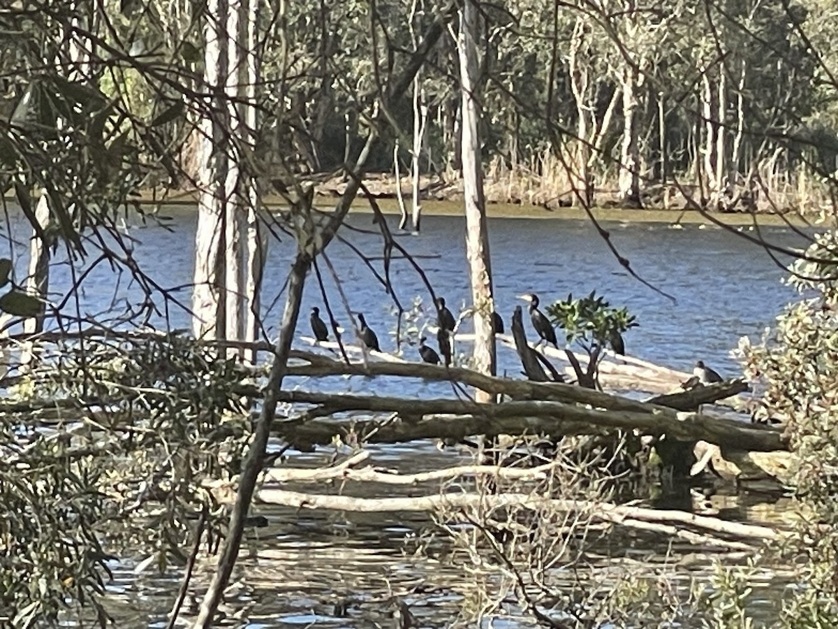 Little Black Cormorant - ML648895935