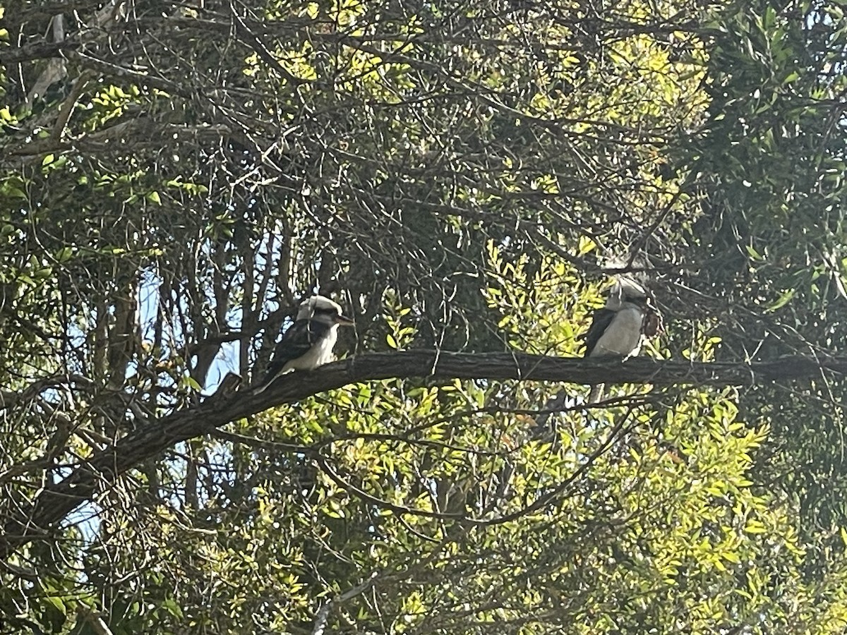 Laughing Kookaburra - ML648895944