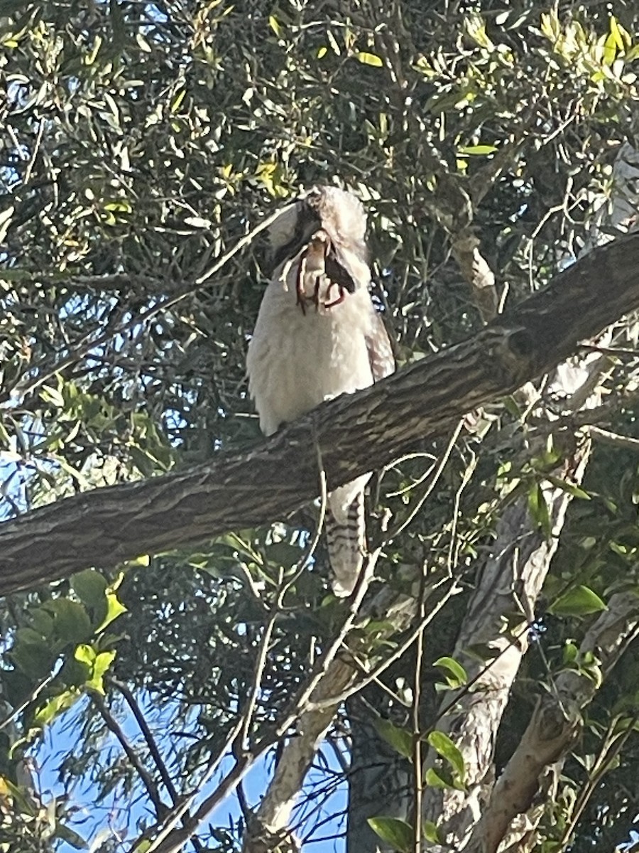 Laughing Kookaburra - ML648895945