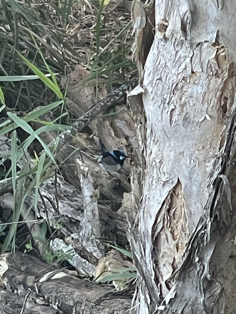 Superb Fairywren - ML648895948