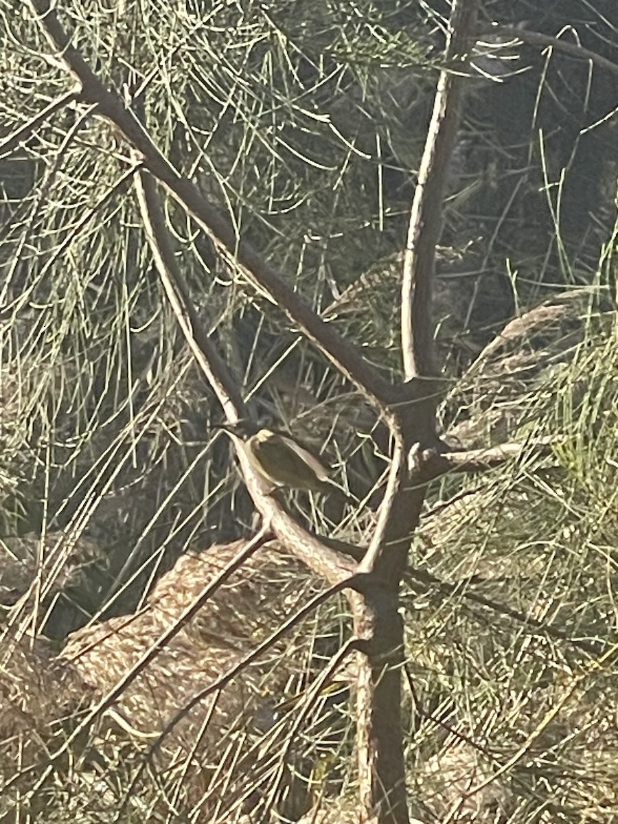 Brown Honeyeater - ML648895966