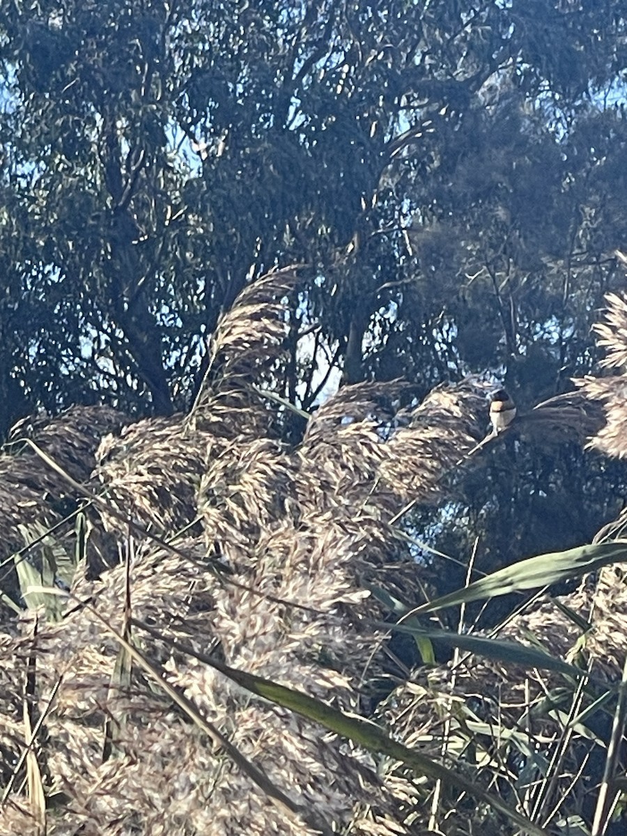 Chestnut-breasted Munia - ML648895981