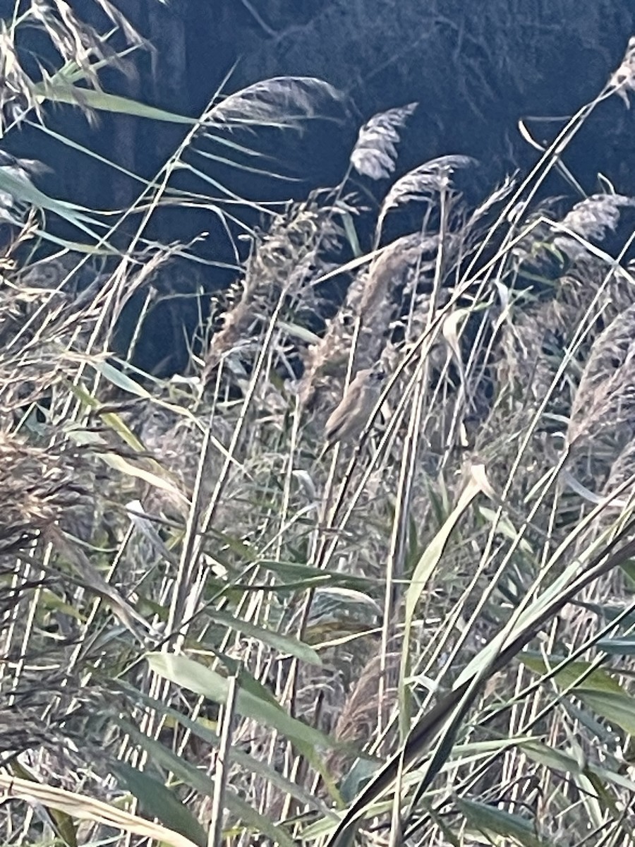 Chestnut-breasted Munia - ML648895982