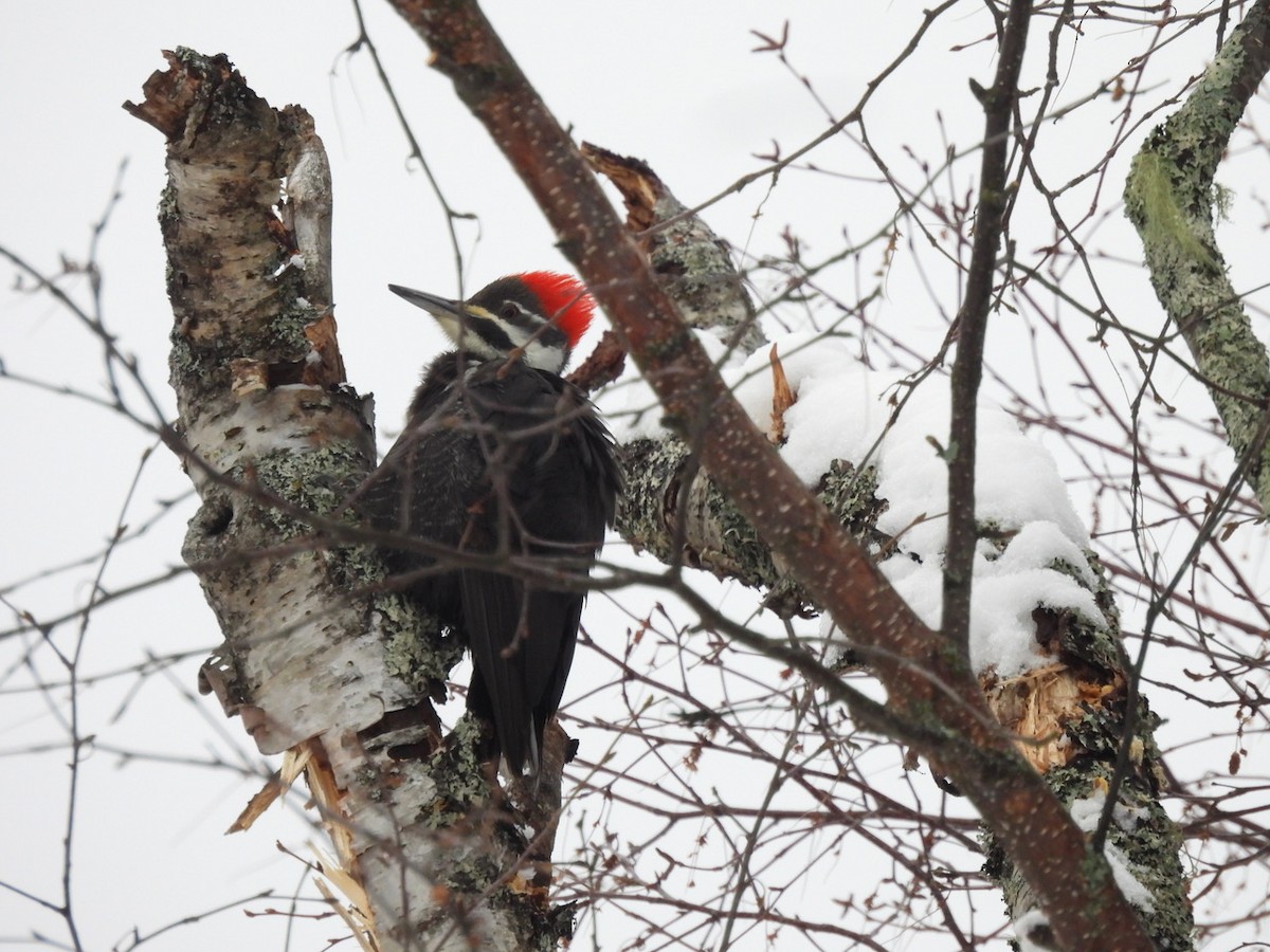 Pileated Woodpecker - ML648896012