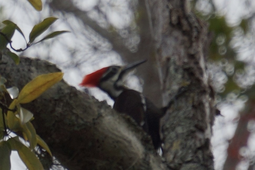 Pileated Woodpecker - ML648896129