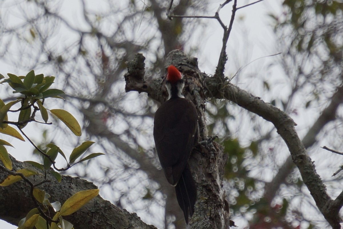 Pileated Woodpecker - ML648896130
