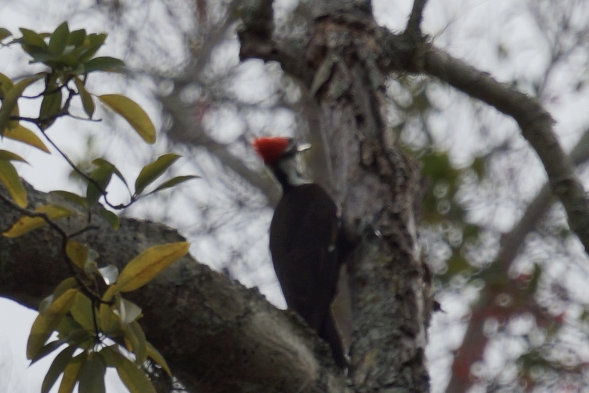 Pileated Woodpecker - ML648896131