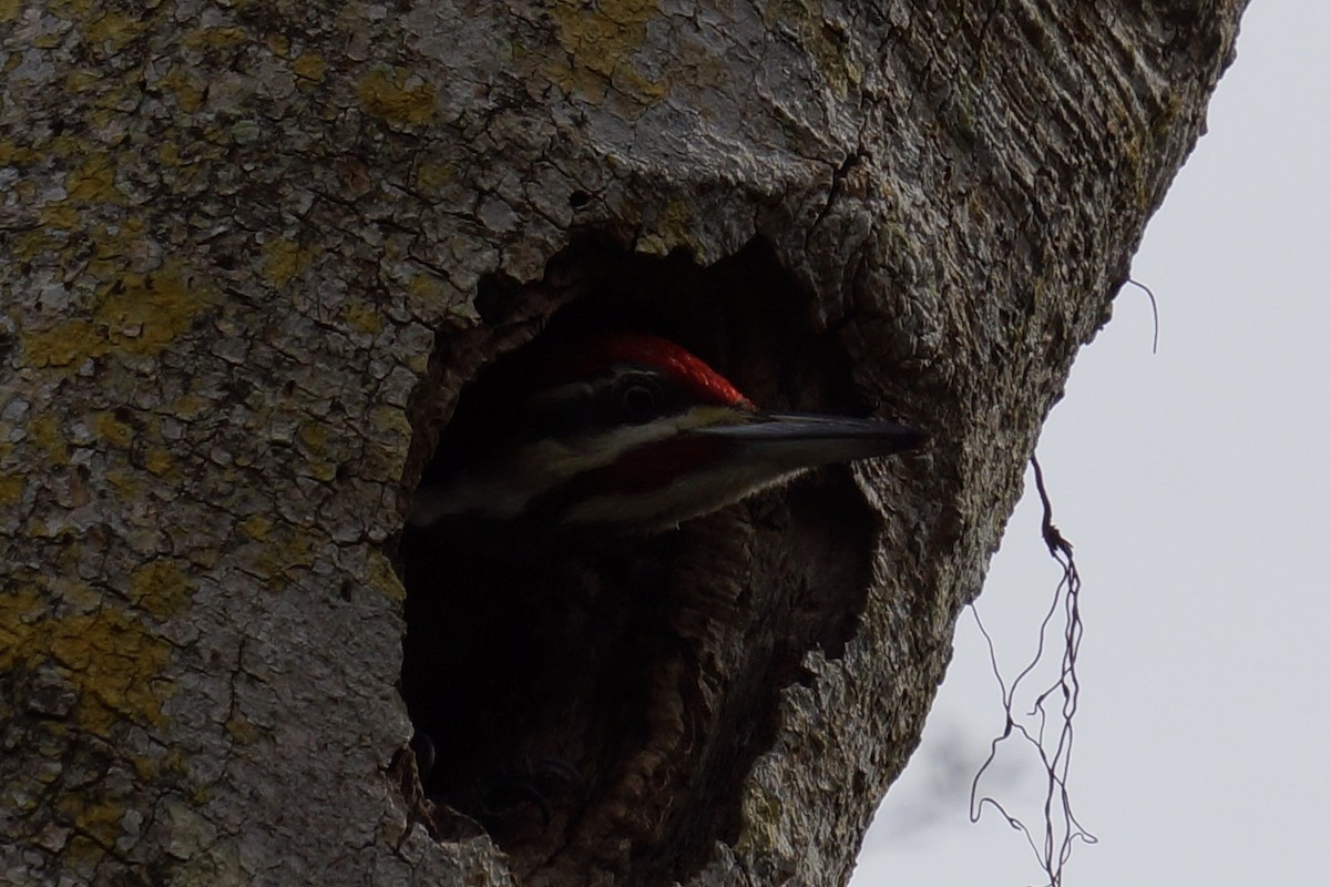 Pileated Woodpecker - ML648896132