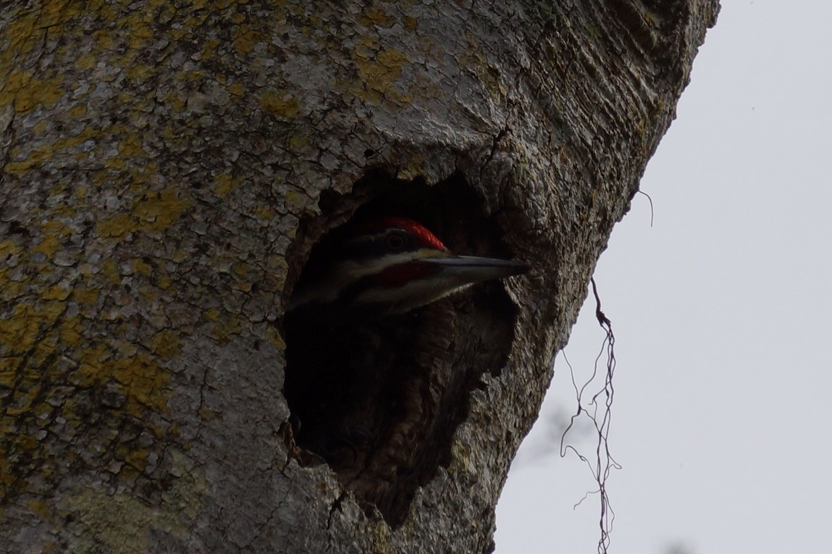 Pileated Woodpecker - ML648896133
