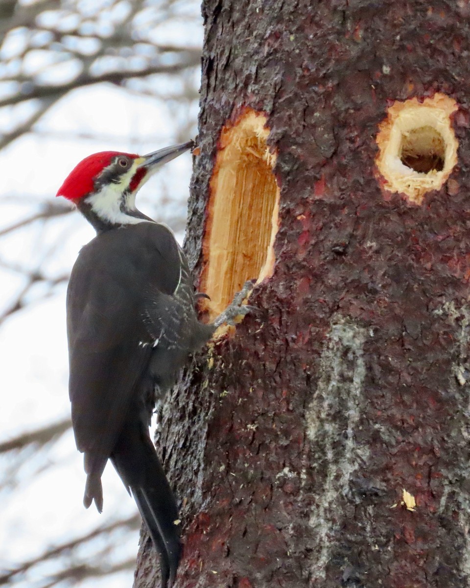 Pileated Woodpecker - ML648896177