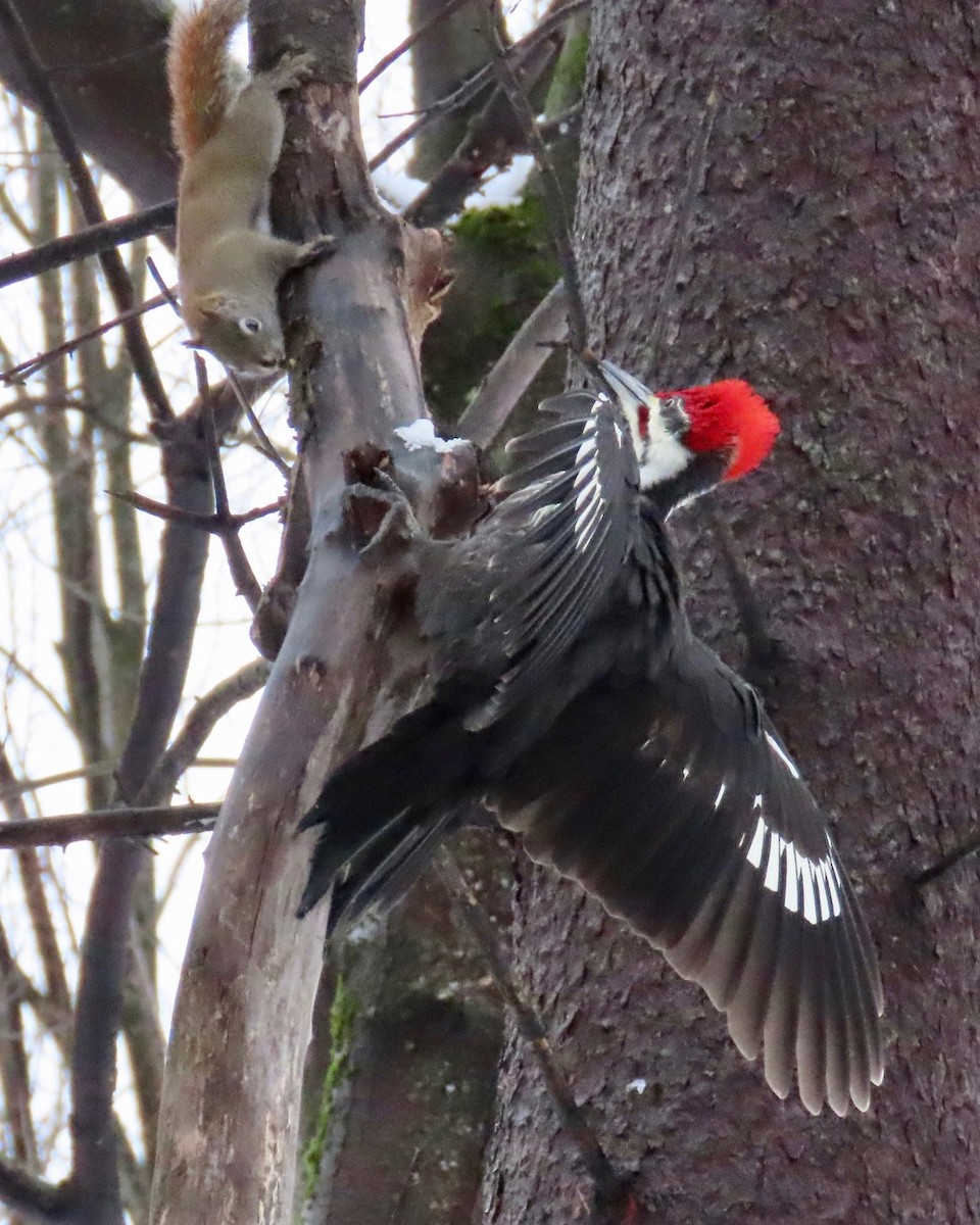 Pileated Woodpecker - ML648896178