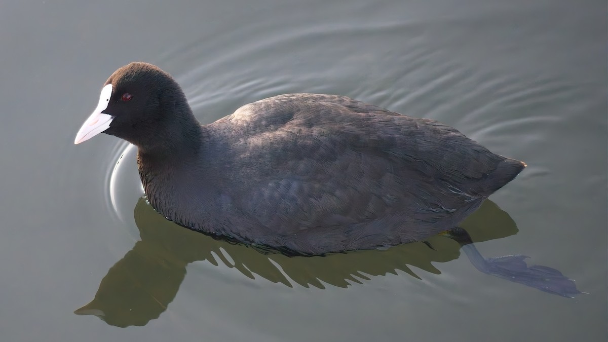 Eurasian Coot - ML648896273