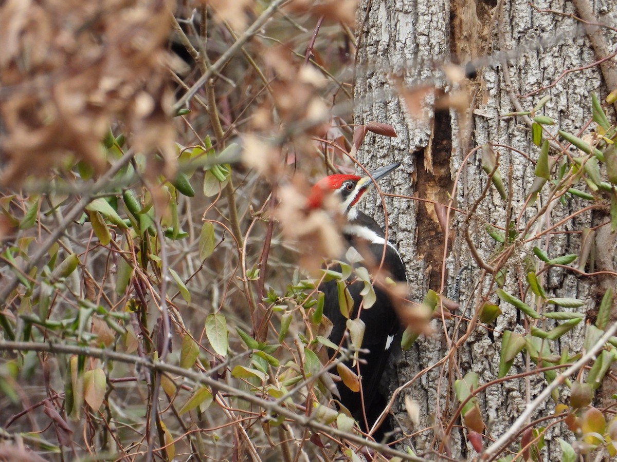 Pileated Woodpecker - ML648896275