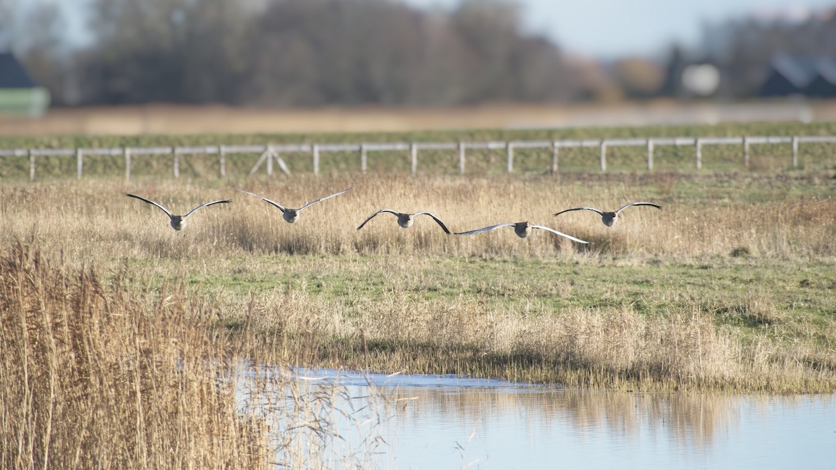 Graylag Goose - ML648896283