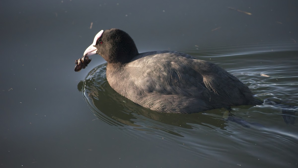 Eurasian Coot - ML648896377