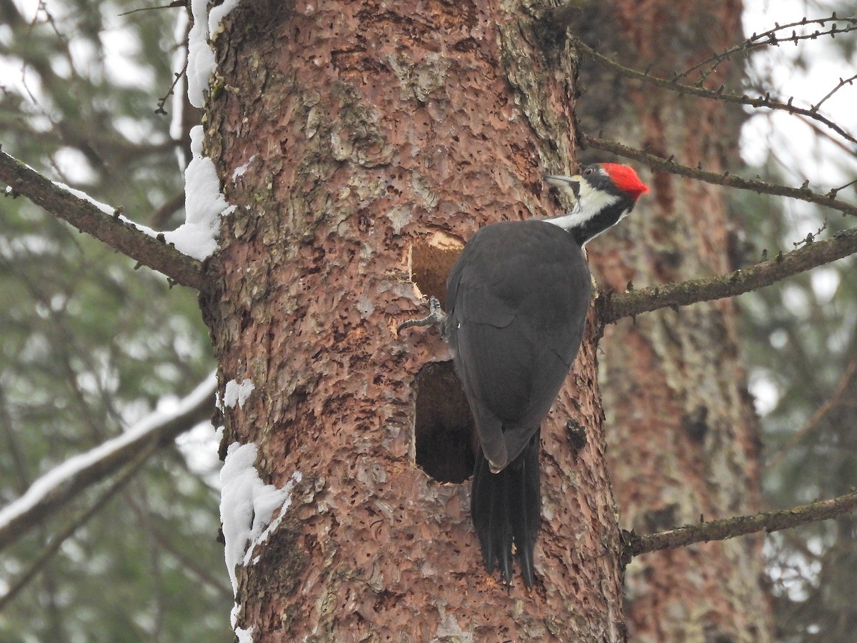 Pileated Woodpecker - ML648896514