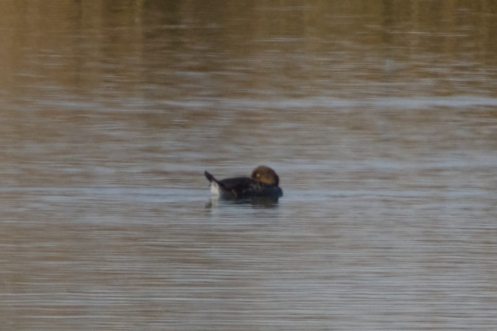 Common Goldeneye - ML648896605