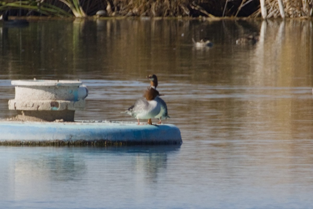 Common Merganser - ML648896606
