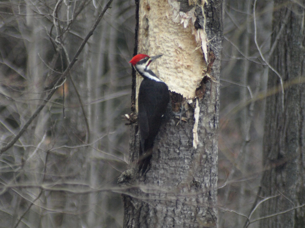 Pileated Woodpecker - ML648896771