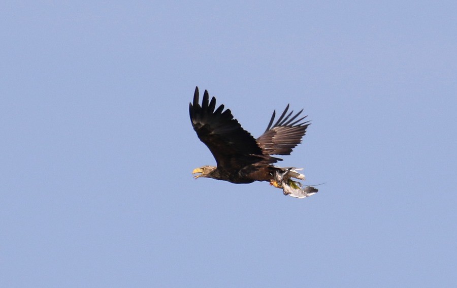 White-tailed Eagle - Kari Varpenius