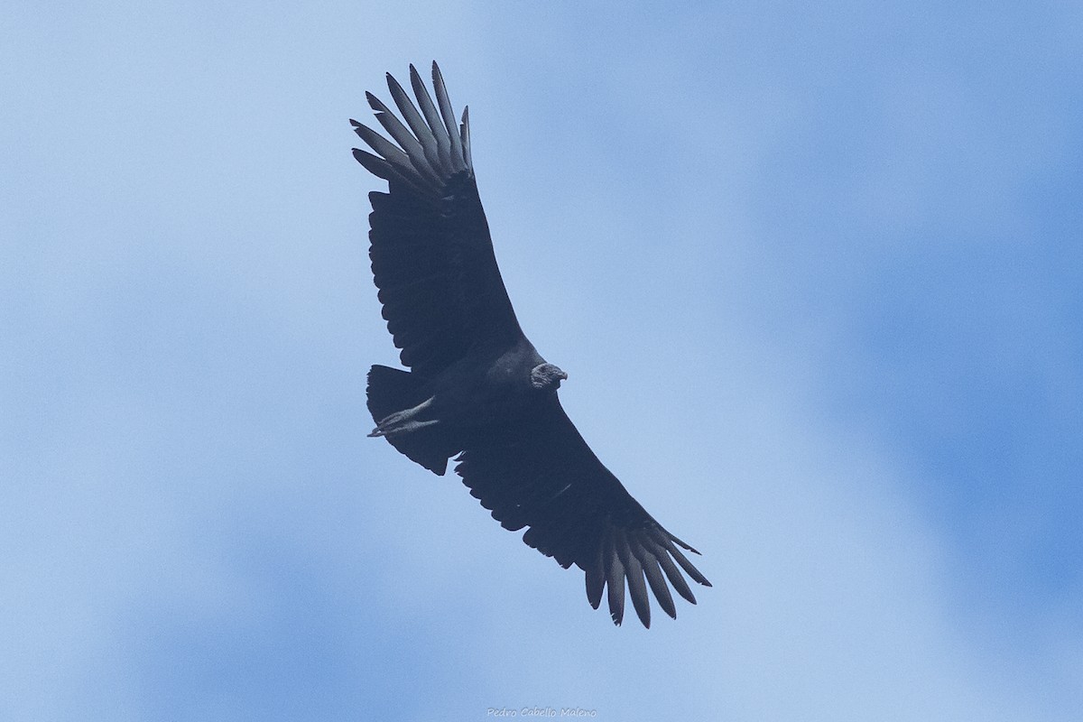 Black Vulture - ML648896977