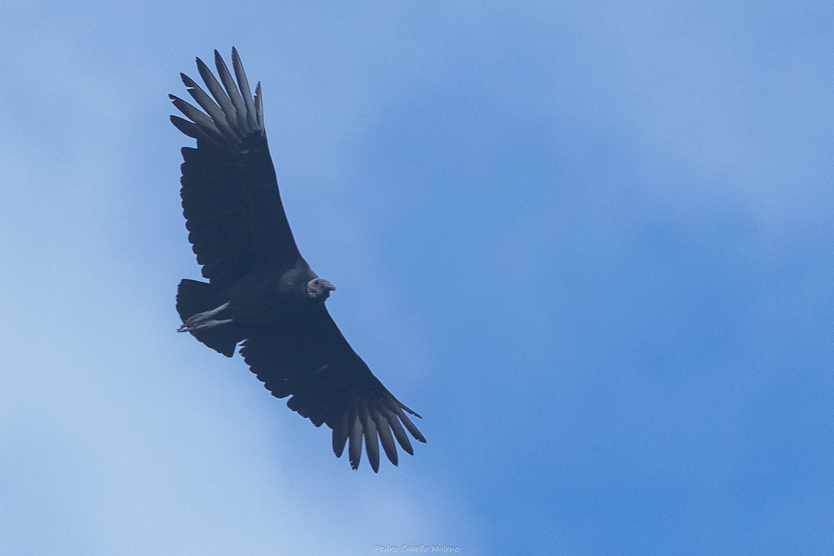 Black Vulture - ML648896979