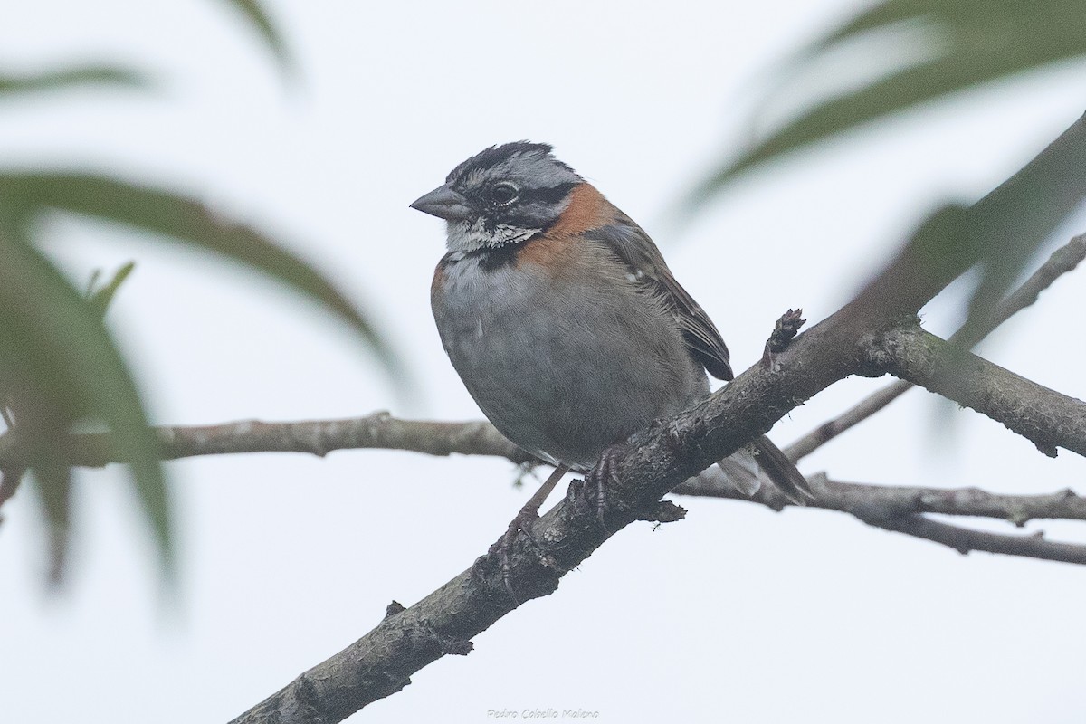 Rufous-collared Sparrow - ML648896991