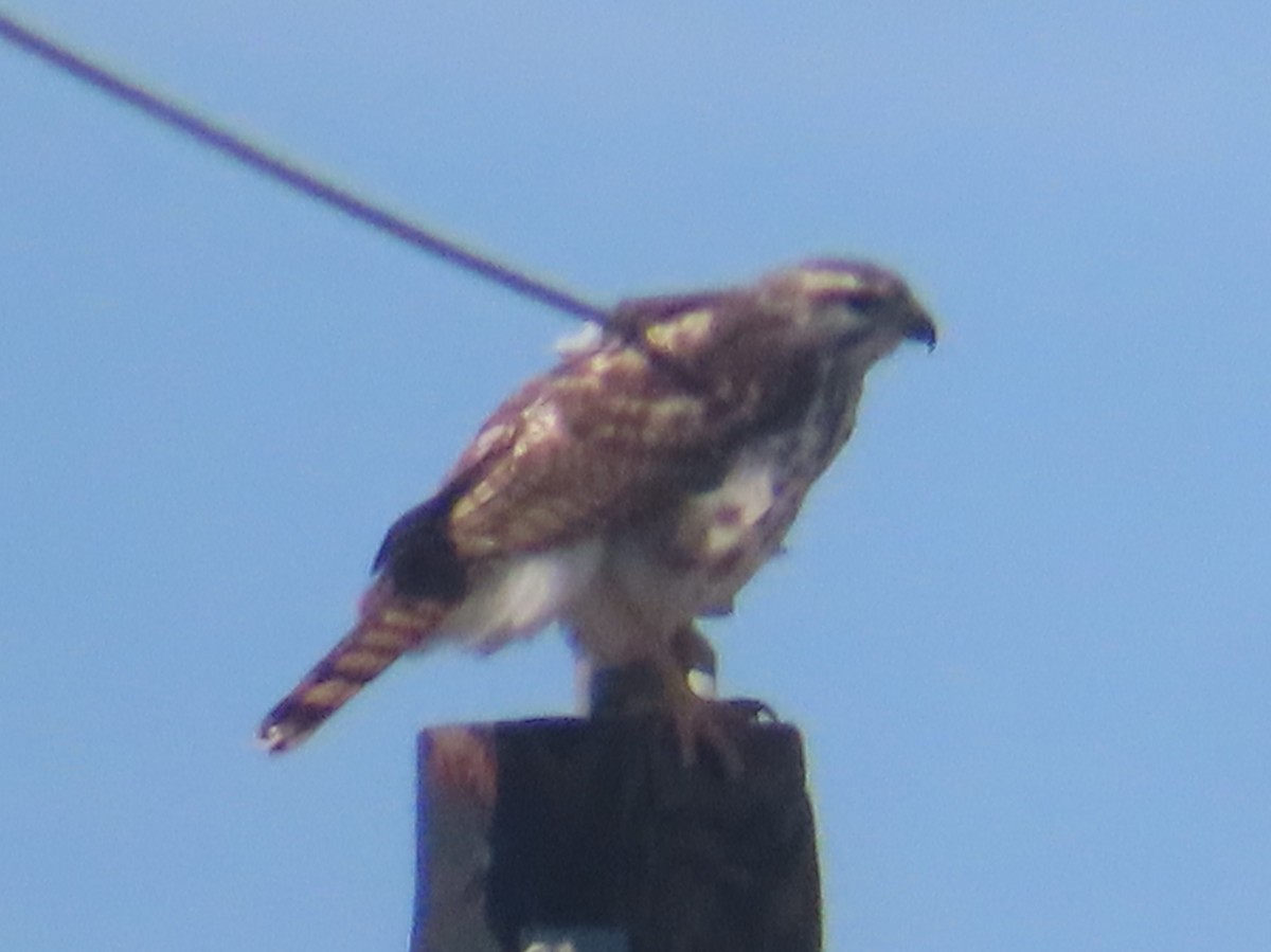 Gray Hawk - ML648897038