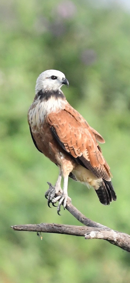 Black-collared Hawk - ML648897048