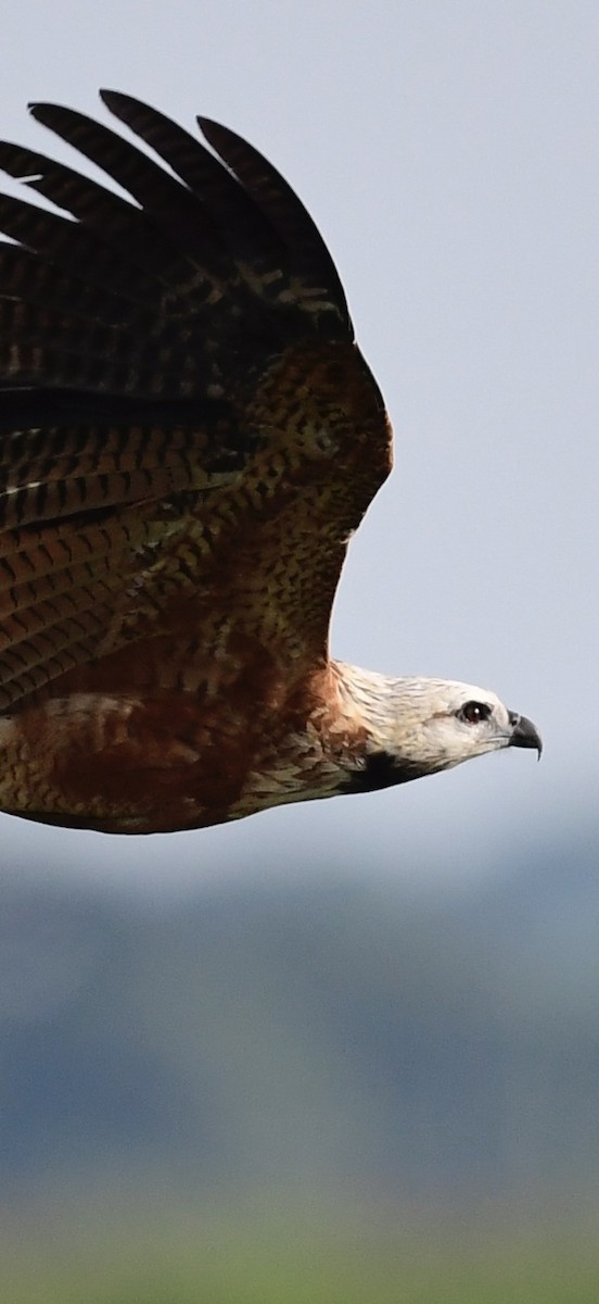 Black-collared Hawk - ML648897068