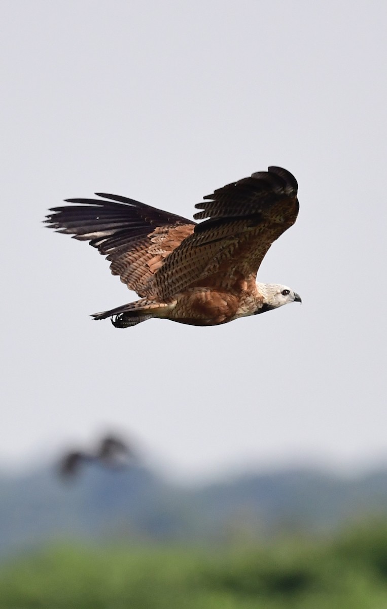 Black-collared Hawk - ML648897069