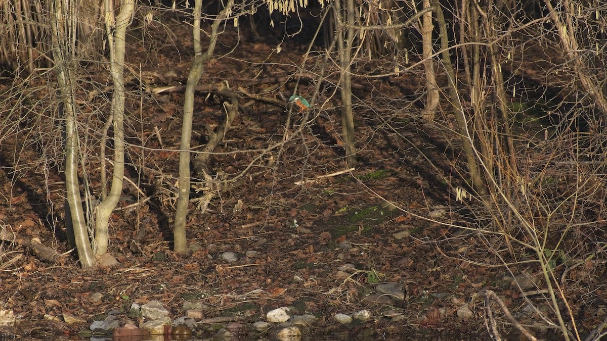 Common Kingfisher - ML648897088