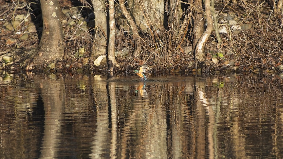 Common Kingfisher - ML648897089