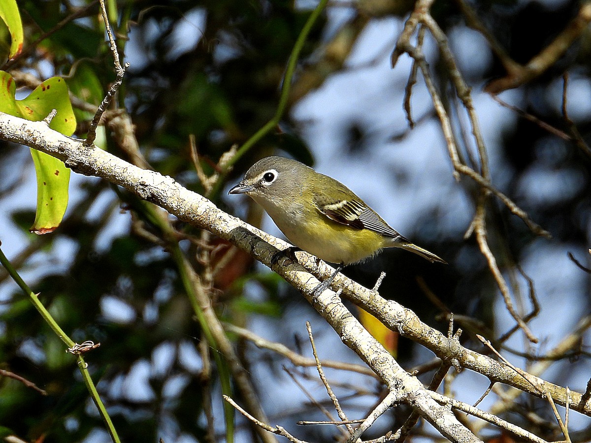 Blue-headed Vireo - ML648897095