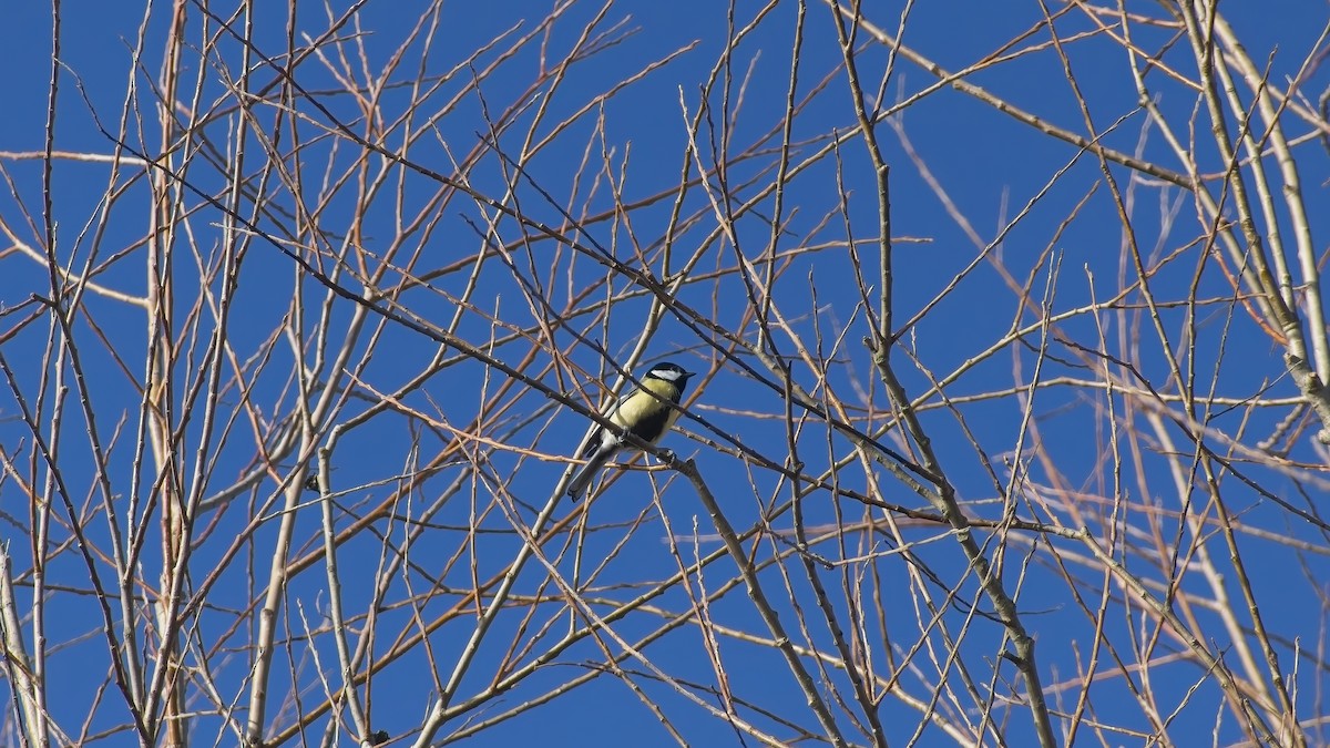 Great Tit - ML648897152