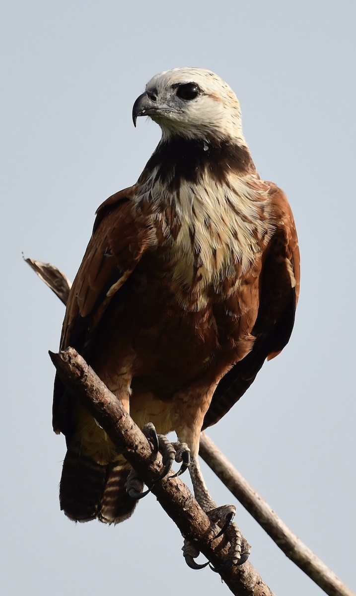 Black-collared Hawk - ML648897158