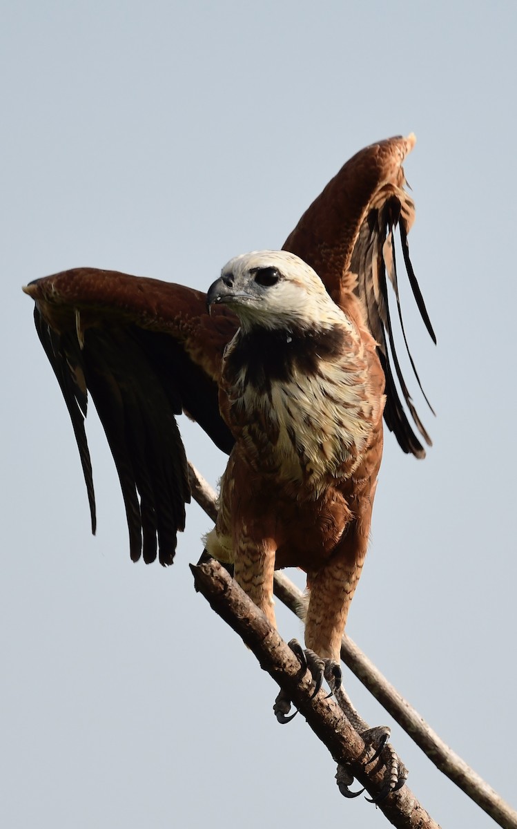 Black-collared Hawk - ML648897175