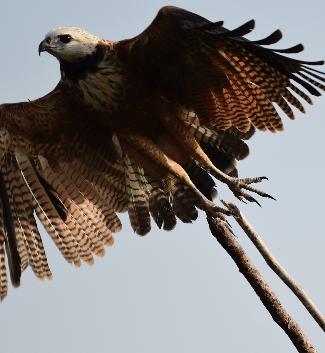 Black-collared Hawk - ML648897176