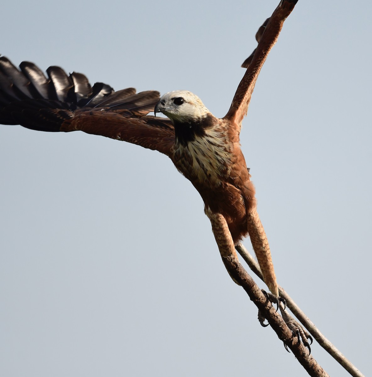 Black-collared Hawk - ML648897177