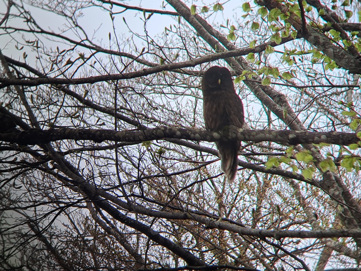 puštík bělavý - ML648897188